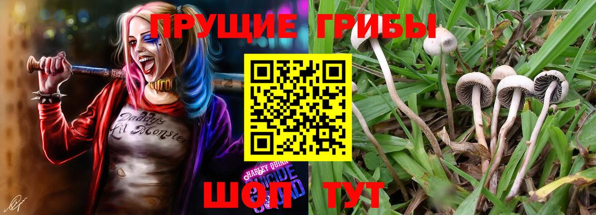 Псилоцибиновые грибы Psilocybine cubensis  Вход с VPN  Тверь  Псилоцибиновые грибы MAGIC MUSHROOMS 